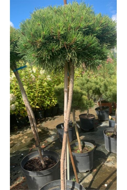 Сосна чорна Глобоза штамб